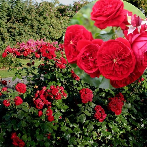 Rosa 'Rotkäppchen' - Roos 'Rotkäppchen' C4/4L